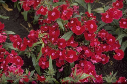 Chinese anjer - Dianthus chinensis 'Deep Violet'