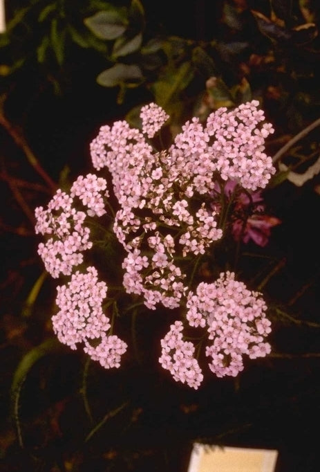 Gewoon duizendblad - Achillea millefolium 'Natalie'