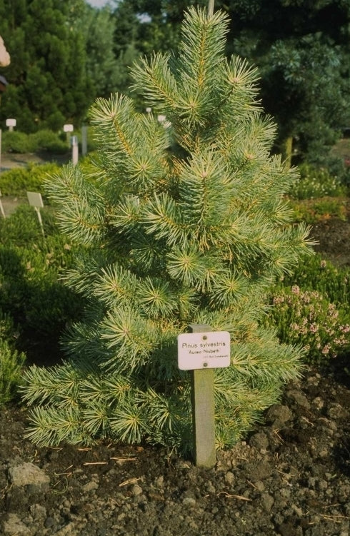 Pinus sylvestris 'Aurea Nisbeth'
