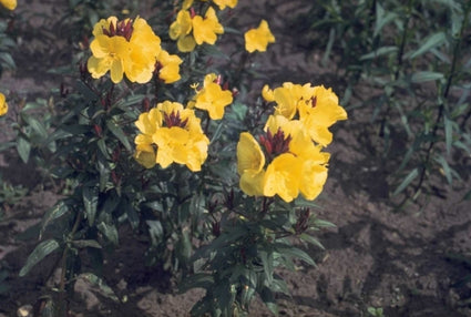 Teunisbloem - Oenothera fruticosa 'W. Cuthbertson'