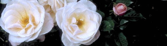 Grootbloemige roos - Rosa 'Audrey Hepburn'