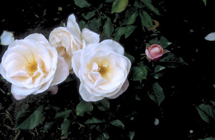 Grootbloemige roos - Rosa 'Audrey Hepburn'