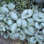 Kaukasische vergeet mij niet - Brunnera macrophylla 'Jack Frost'
