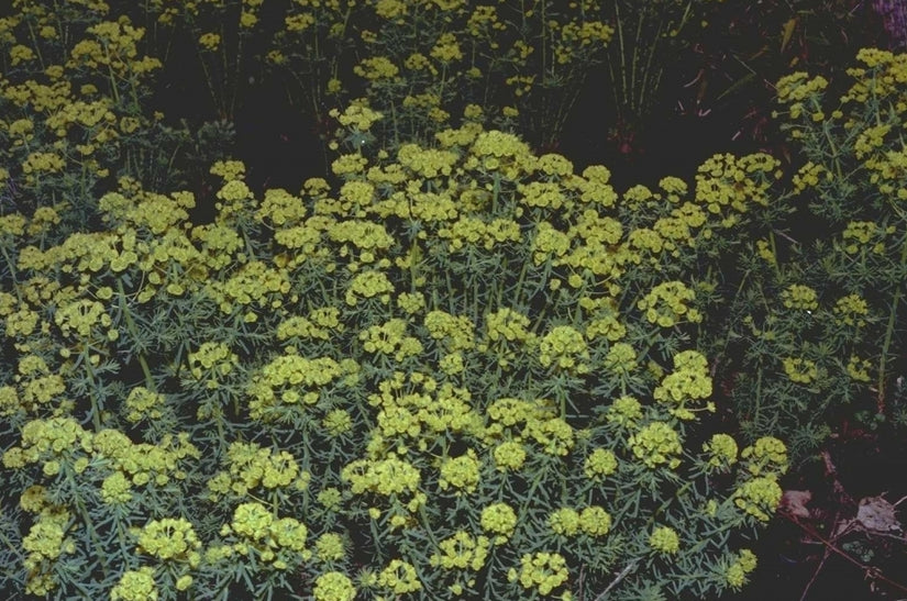 Cipreswolfsmelk - Euphorbia cyparissias