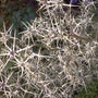 Kruisdistel - Eryngium tricuspidatum
