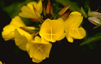 Teunisbloem - Oenothera fruticosa 'Hohes Licht'