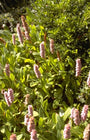 Duizendknoop - Persicaria affinis 'Donald Lowndes'