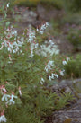Driebladige braakwortelspirea - Gillenia trifoliata