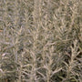 Westerse bijvoet - Artemisia ludoviciana 'Silver Queen'