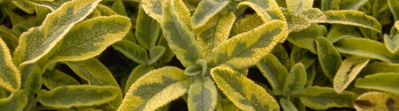 Echte salie - Salvia officinalis 'Icterina'