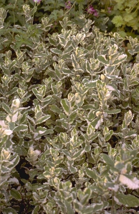 Mentha x rotundifolia 'Variegata'