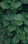 Pijpbloem - Aristolochia durior