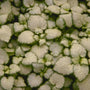 Gevlekte dovenetel - Lamium maculatum 'White Nancy'