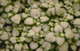 Gevlekte dovenetel - Lamium maculatum 'White Nancy'