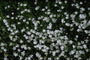 Steenanjer - Dianthus deltoides 'Albiflorus'