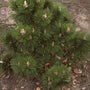 Zwarte den - Pinus nigra 'Helga'