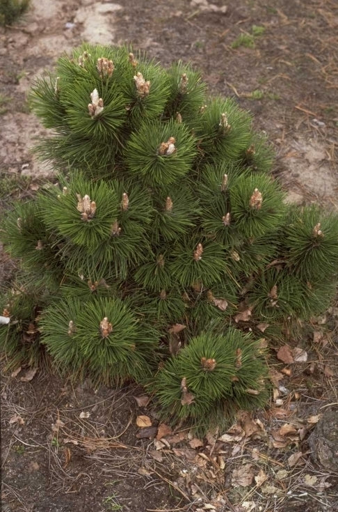 Zwarte den - Pinus nigra 'Helga'
