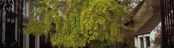 Japanse notenboom - Ginkgo biloba 'Pendula'