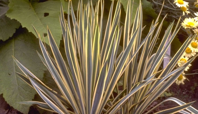 Palmlelie - Yucca filamentosa 'Bright Edge'