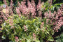 Purperklokje - Heucherella alba 'Bridget Bloom'