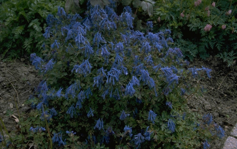 Helmbloem - Corydalis flexuosa