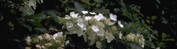 Pluimhortensia - Hydrangea paniculata 'Floribunda'