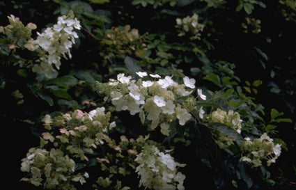 Pluimhortensia - Hydrangea paniculata 'Floribunda'