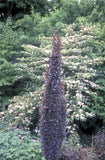 Japanse zuurbes - Berberis thunbergii 'Helmond Pillar'