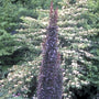 Japanse zuurbes - Berberis thunbergii 'Helmond Pillar'