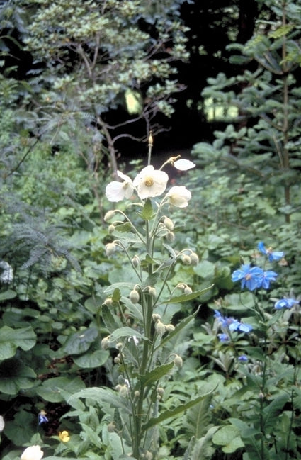 Meconopsis napaulensis 'Wit'
