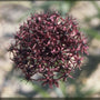Look - Allium atropurpureum