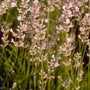 Gewone lavendel - Lavandula angustifolia 'Loddon Pink'