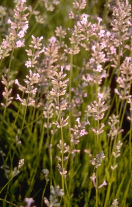 Gewone lavendel - Lavandula angustifolia 'Loddon Pink'