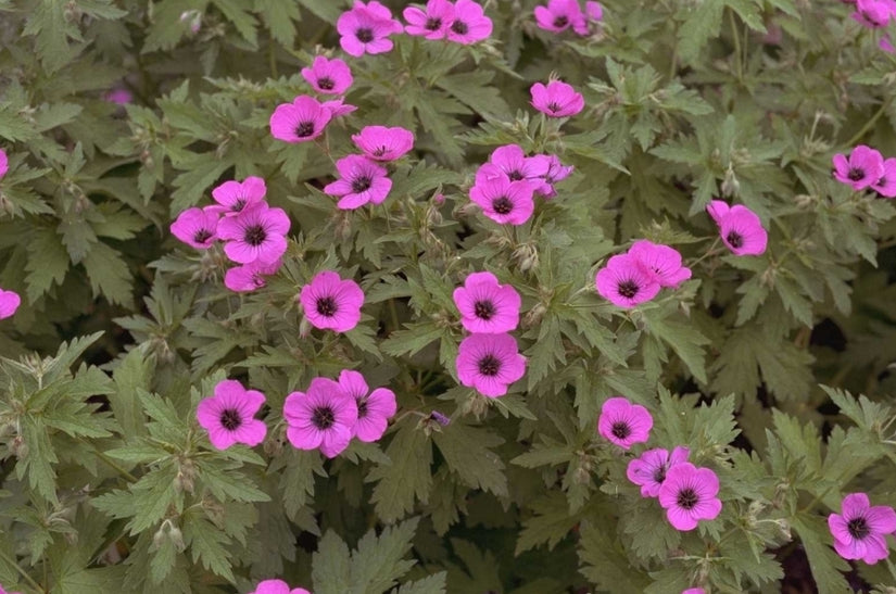 Ooievaarsbek - Geranium psilostemon