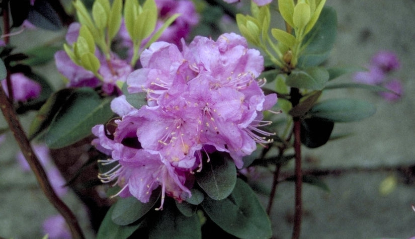 Rododendron - Rhododendron dauricum