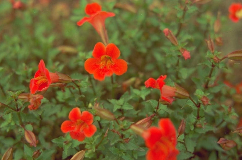 Mimulus 'Bees' Scarlet'