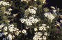 Gewoon duizendblad - Achillea millefolium