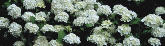 Hortensia - Hydrangea macrophylla 'Mme E. Mouilliere