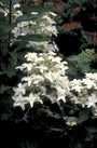 Pluimhortensia - Hydrangea paniculata 'Starlight Fantasy'