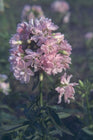 Saponaria officinalis 'Rosea Plena'
