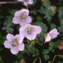 Ooievaarsbek - Geranium farreri