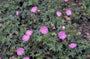 Bloedooievaarsbek - Geranium sanguineum 'Inverness'