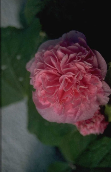 Stokroos - Alcea rosea 'Pleniflora' roze