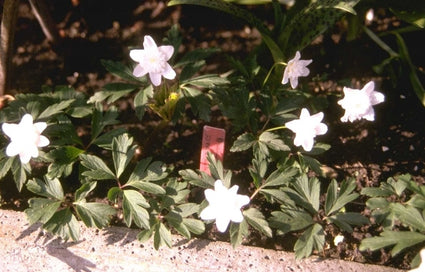Bosanemoon - Anemone nemorosa 'Bracteata Pleniflora'