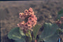 Schoenlappersplant - Bergenia cordifolia