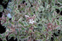 Abelia grandiflora 'Confetti'
