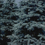 Echte kerstboom - Blauwspar - Picea pungens f. glauca 
