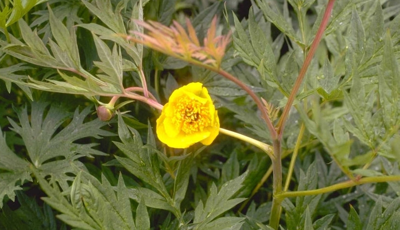 Pioen Paeonia lutea 'Yellow Queen'
