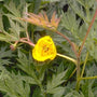 Pioen Paeonia lutea 'Yellow Queen'