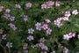 Ooievaarsbek - Geranium x oxonianum 'Rose Clair'